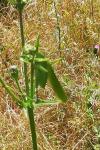 Tettigonia viridissima