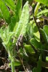 Pholidoptera griseoaptera