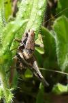 Pholidoptera griseoaptera