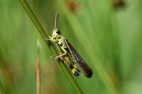 Stethophyma grossum