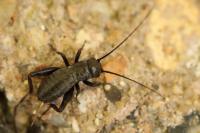 Gryllus campestris