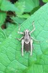Pholidoptera griseoaptera