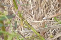 Tessellana tessellata