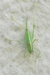 Meconema meridionale