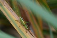 Conocephalus fuscus