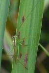 Conocephalus fuscus