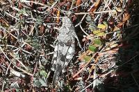 Oedipoda caerulescens