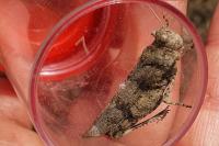 Oedipoda caerulescens