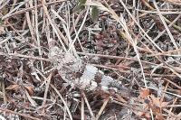 Oedipoda caerulescens