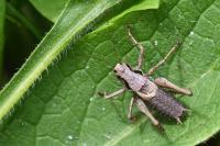 Pholidoptera griseoaptera