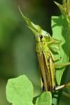 Stethophyma grossum