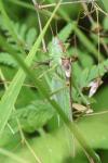 Tettigonia viridissima