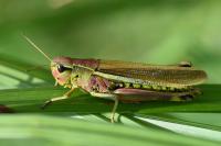 Stethophyma grossum