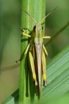 Stethophyma grossum