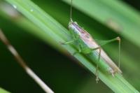 Conocephalus fuscus