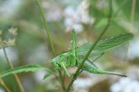 Tettigonia viridissima