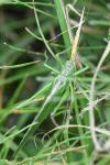 Tettigonia viridissima
