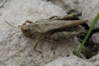 Tetrix subulata
