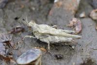 Tetrix subulata