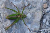 Leptophyes punctatissima