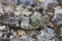 Oedipoda caerulescens