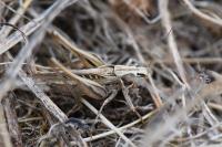 Tessellana tessellata