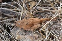 Oedipoda caerulescens