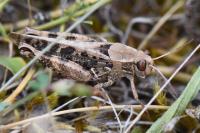 Calliptamus italicus