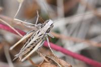 Tessellana tessellata