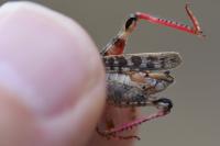 Calliptamus italicus