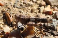 Oedipoda caerulescens