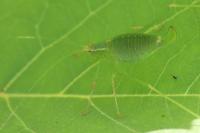 Leptophyes punctatissima