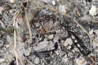 Oedipoda caerulescens