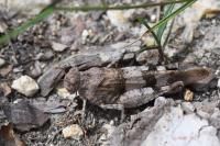 Oedipoda caerulescens