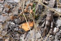 Oedipoda caerulescens