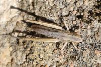 Euchorthippus elegantulus