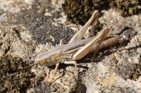 Euchorthippus elegantulus