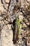 Stethophyma grossum