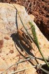 Oedipoda caerulescens