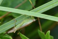 Conocephalus fuscus