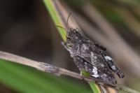 Tetrix undulata