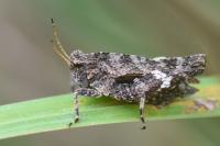 Tetrix undulata