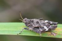 Tetrix undulata