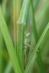 Conocephalus fuscus