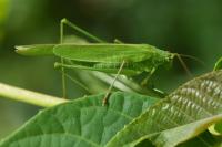 Phaneroptera falcata