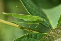 Phaneroptera falcata
