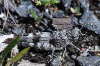 Oedipoda caerulescens