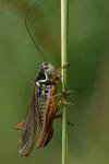 Roeseliana roeselii