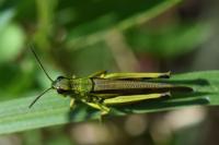 Stethophyma grossum