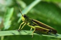 Stethophyma grossum